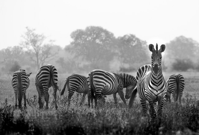 Herd of wild zebras in a African flood plain